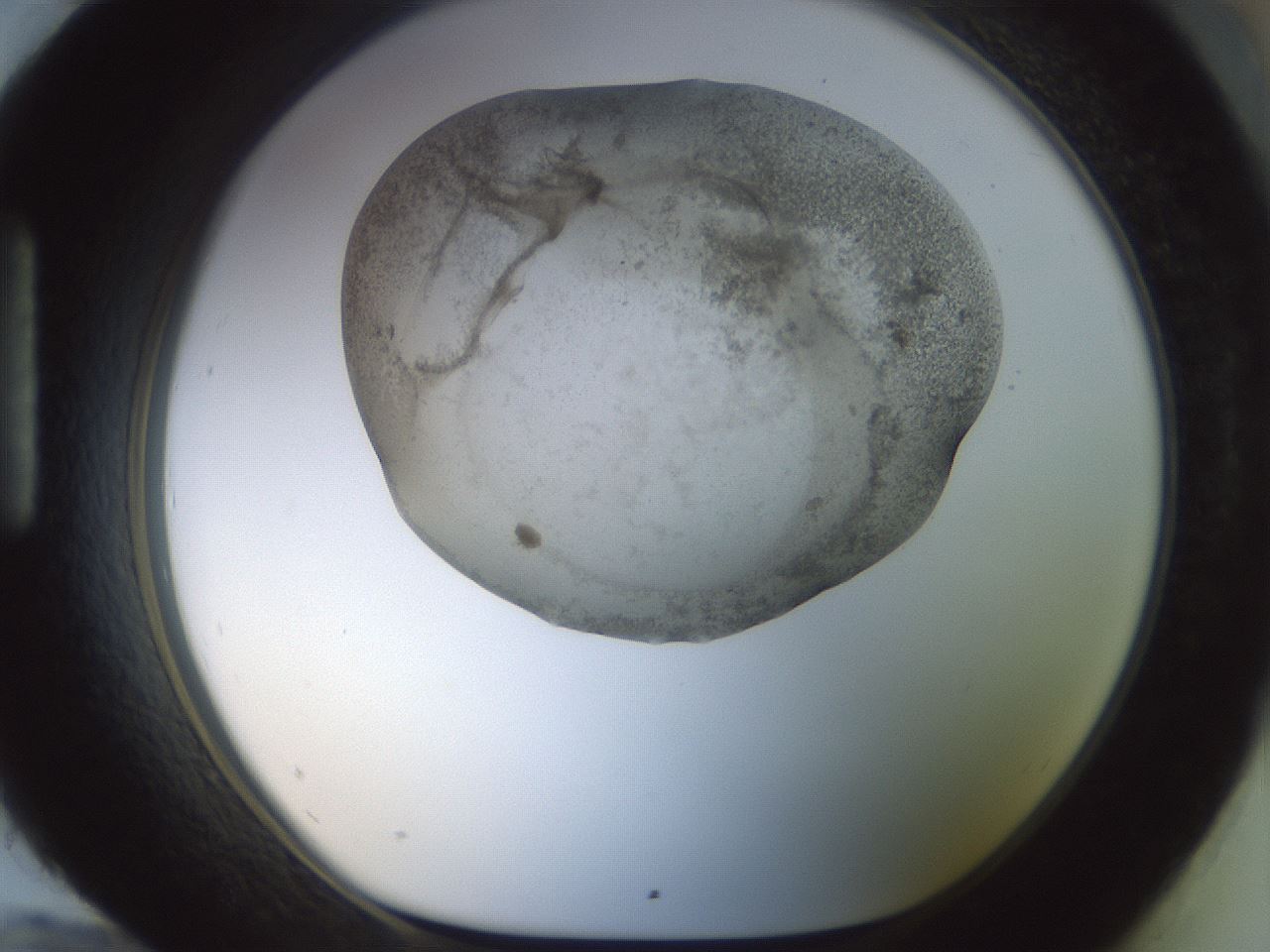 folderID23_plateID1023_batchID1897_wellNum96_profileID1_d1_r43843_ef.jpg
