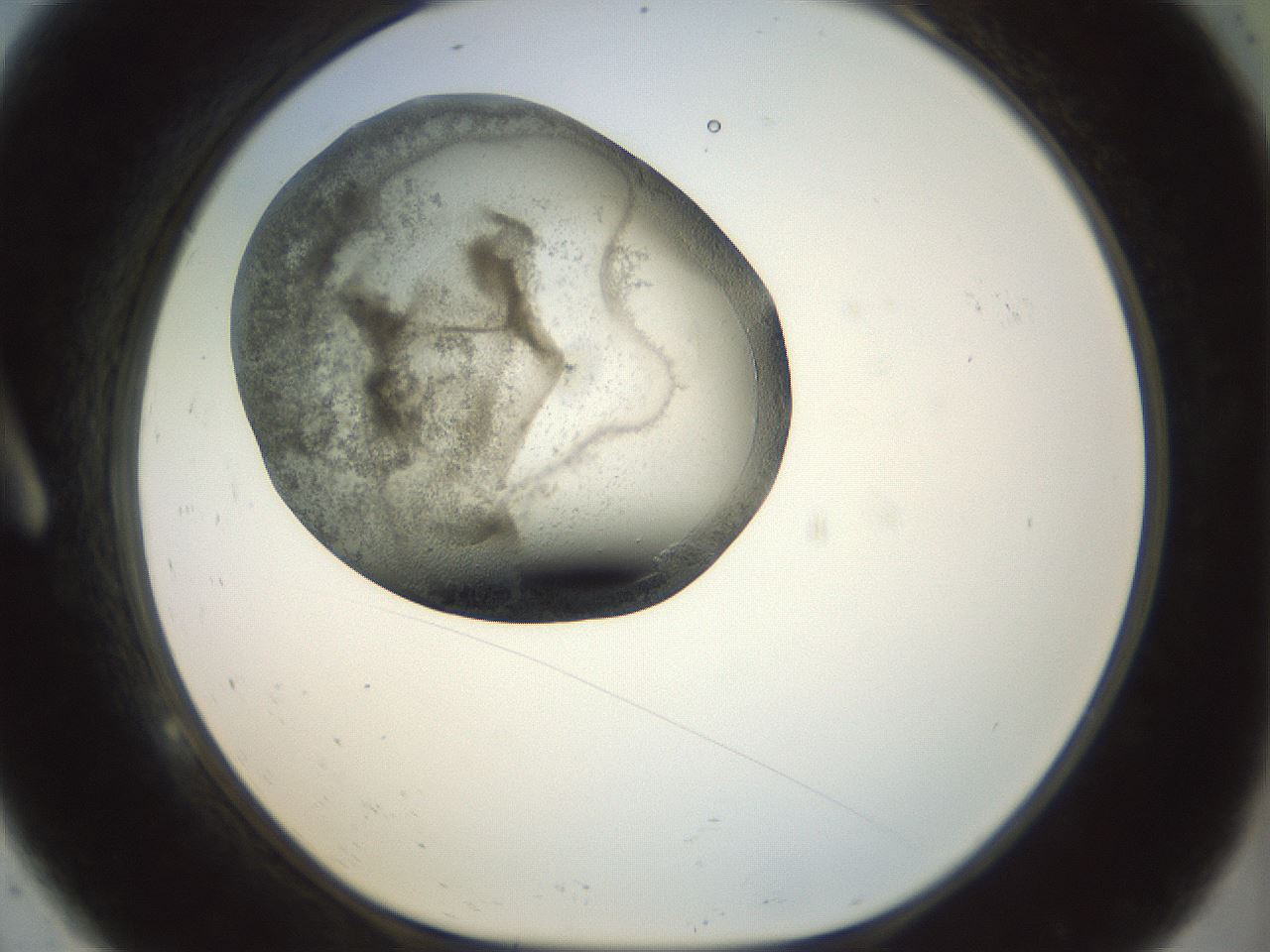 folderID23_plateID1023_batchID1897_wellNum9_profileID1_d1_r43756_ef.jpg