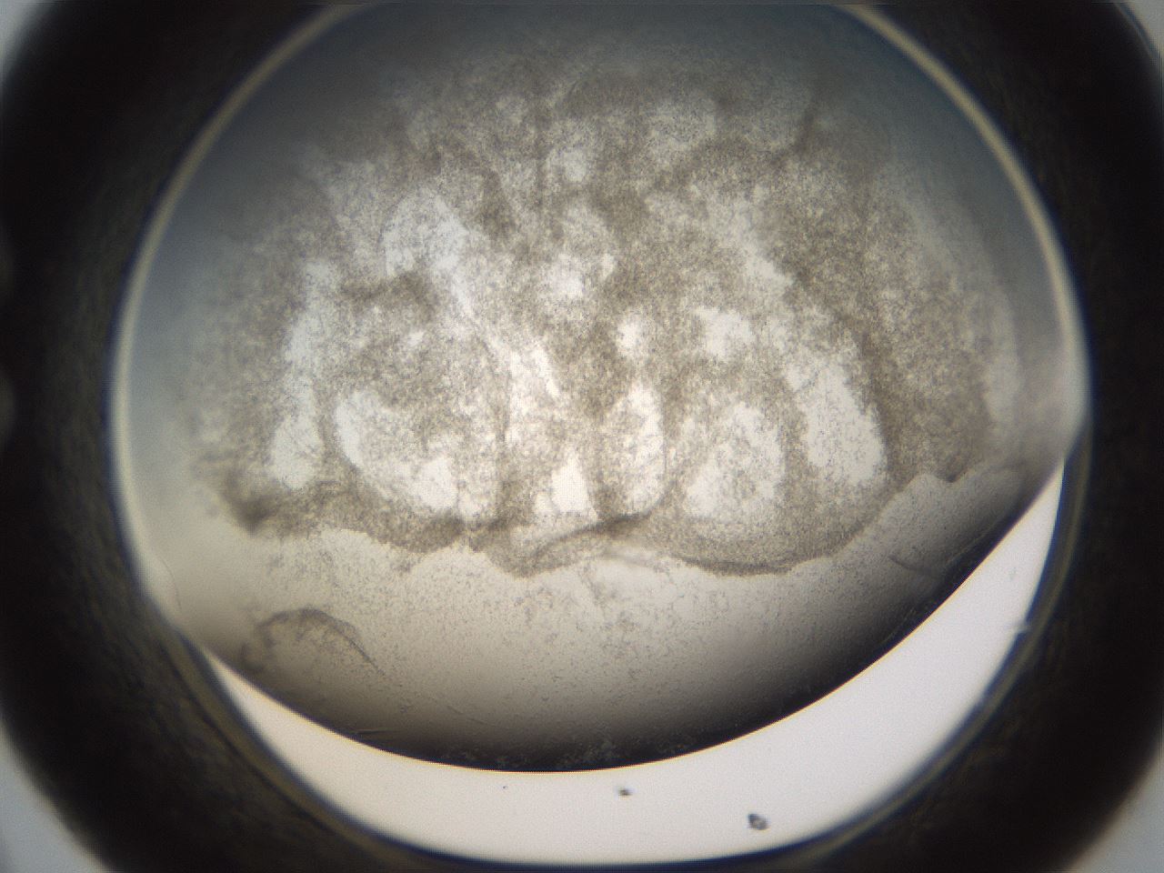 folderID241_plateID1241_batchID3808_wellNum32_profileID1_d1_r72257_ef.jpg