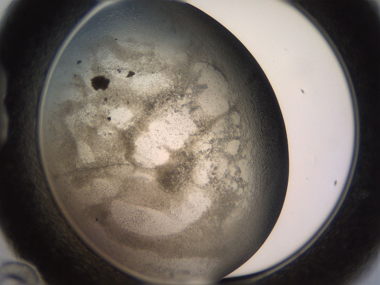 folderID241_plateID1241_batchID3808_wellNum24_profileID1_d1_r72249_ef.jpg