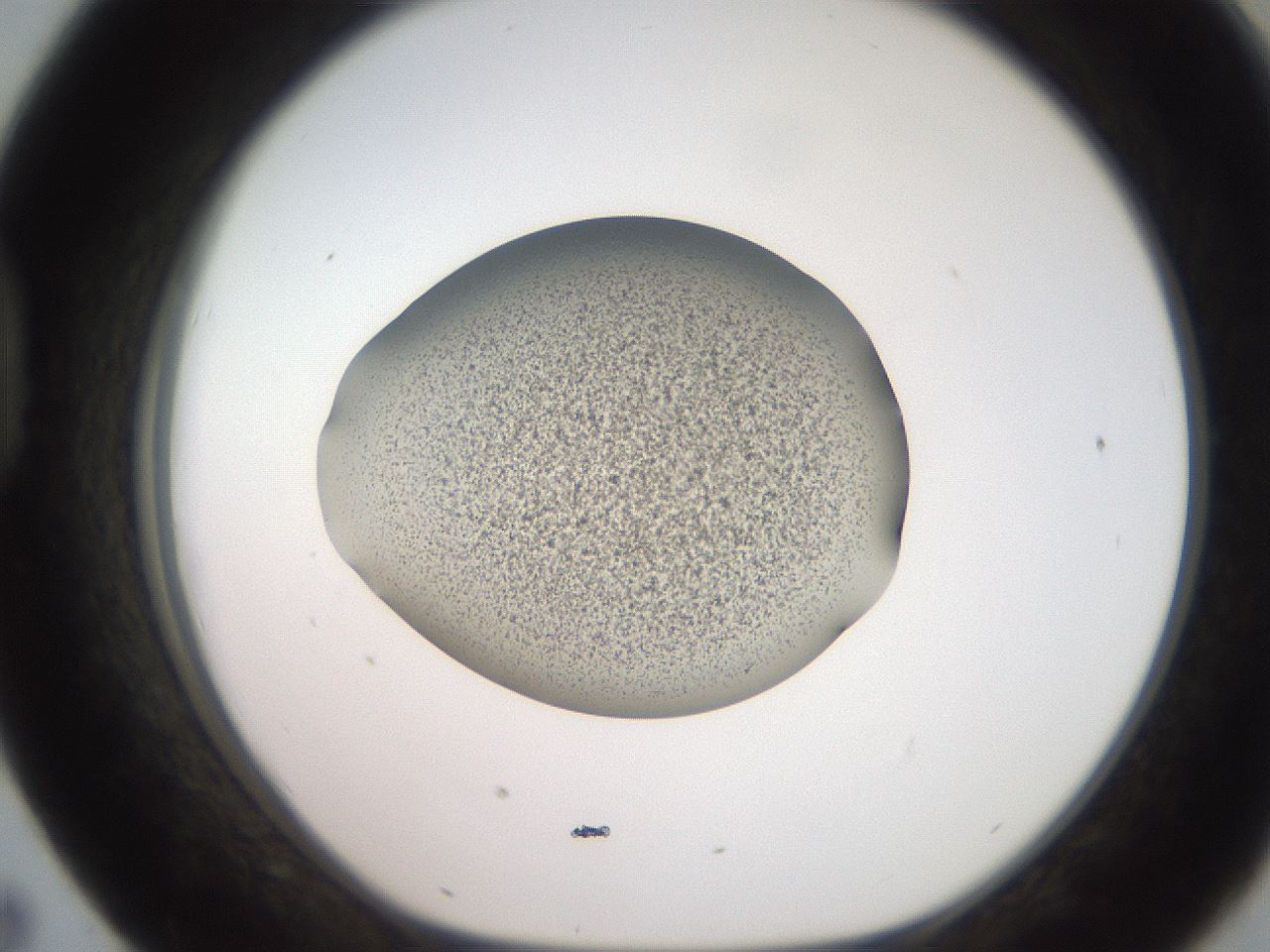 folderID247_plateID2247_batchID10277_wellNum43_profileID1_d1_r155151_ef.jpg
