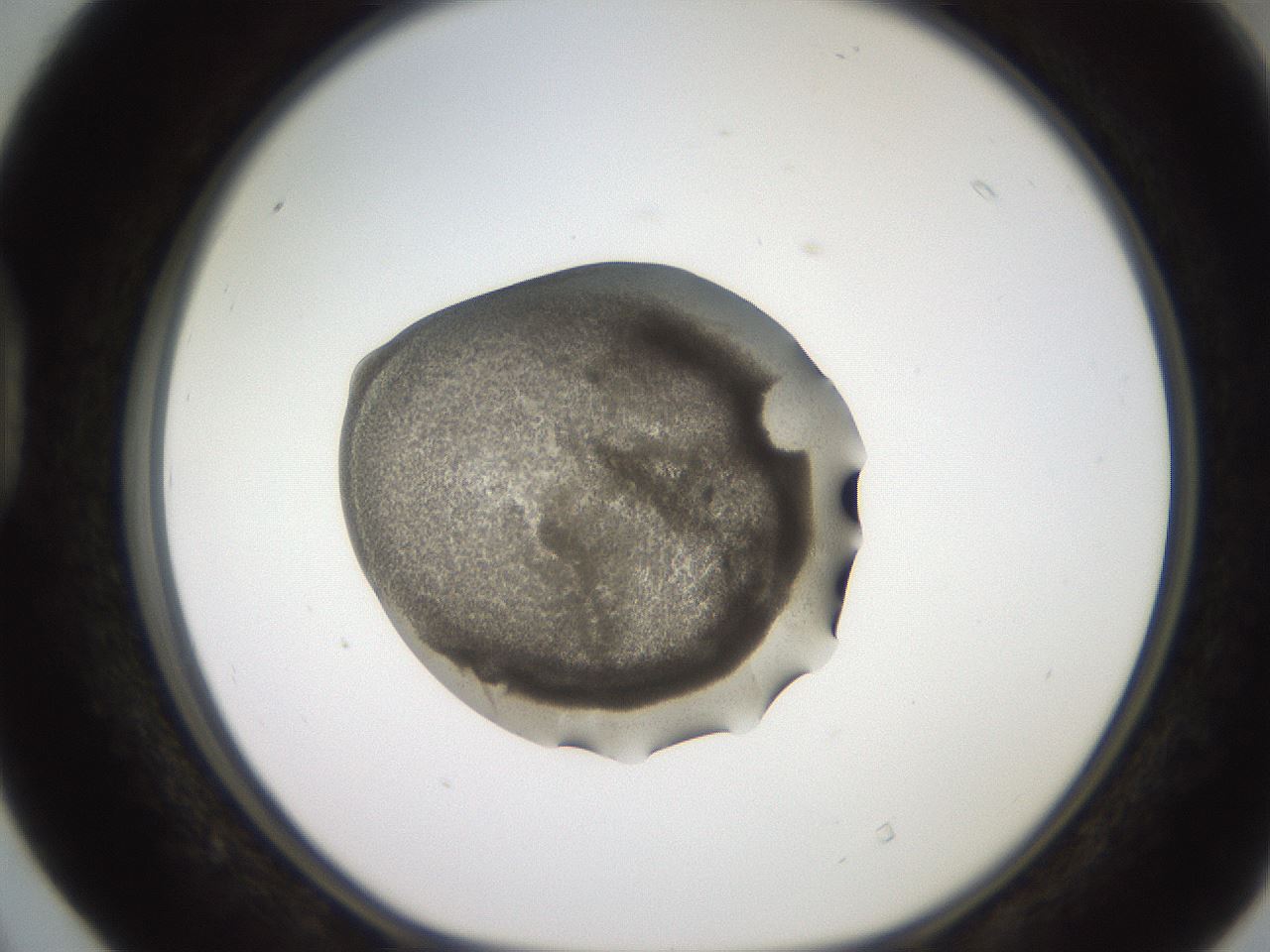 folderID248_plateID2248_batchID10283_wellNum40_profileID1_d1_r155913_ef.jpg