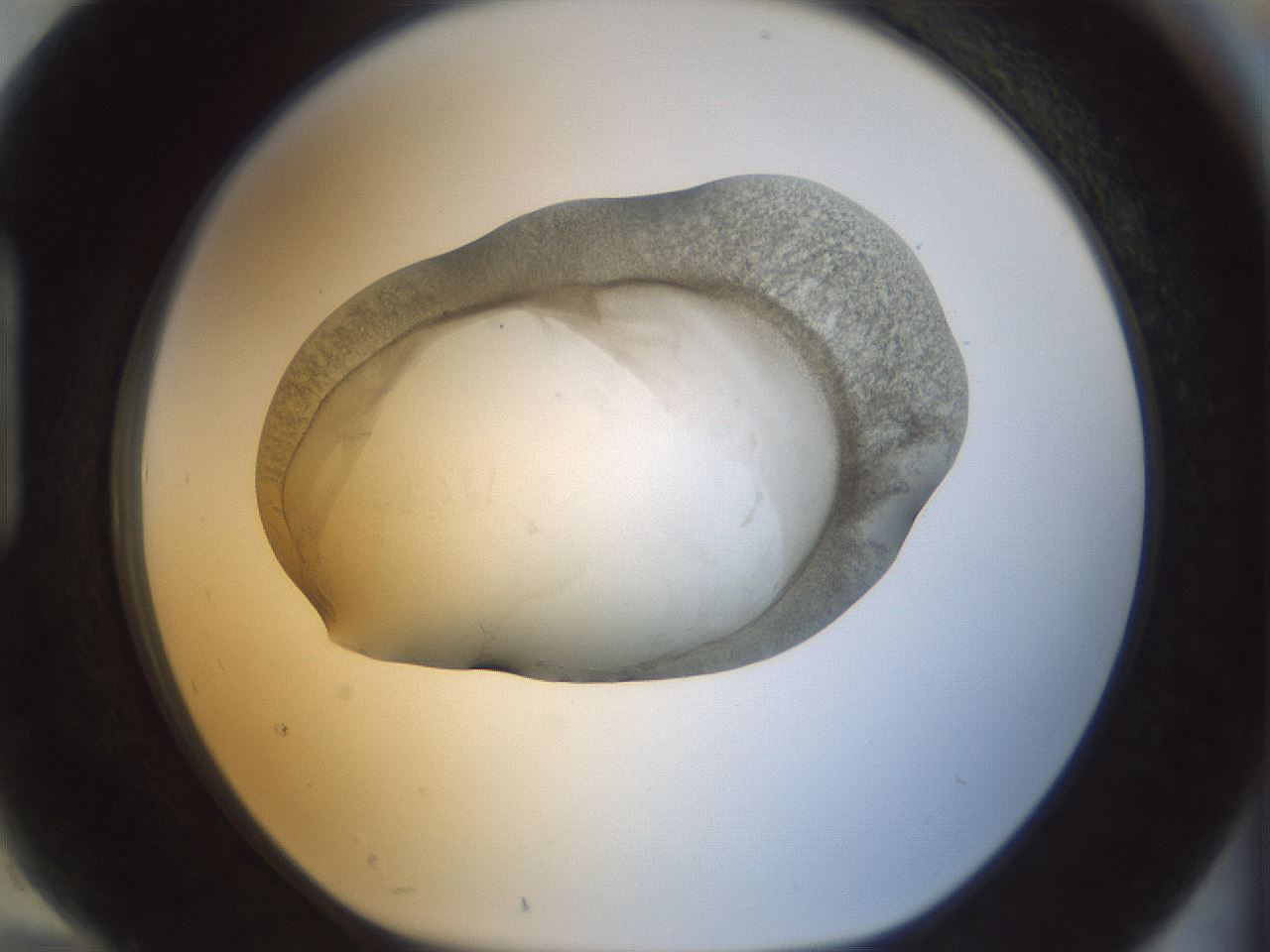 folderID23_plateID1023_batchID1897_wellNum94_profileID1_d1_r43841_ef.jpg