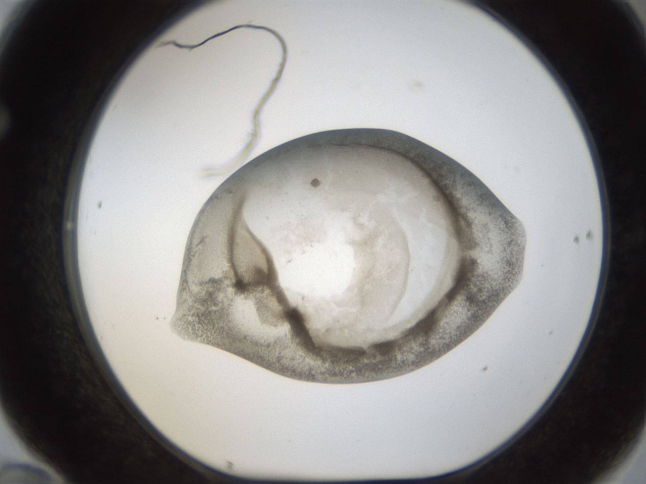 folderID24_plateID1024_batchID1892_wellNum70_profileID1_d1_r43337_ef.jpg
