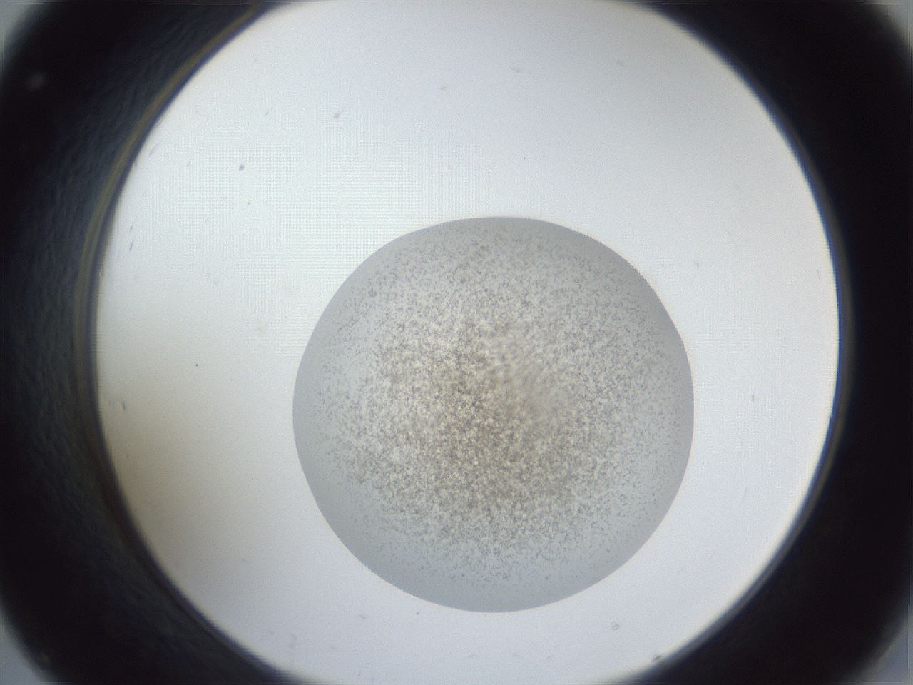 folderID252_plateID1252_batchID3997_wellNum32_profileID1_d2_r72525_ef.jpg