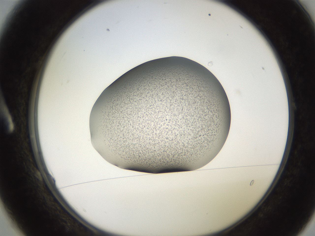 folderID247_plateID2247_batchID10277_wellNum1_profileID1_d1_r155067_ef.jpg