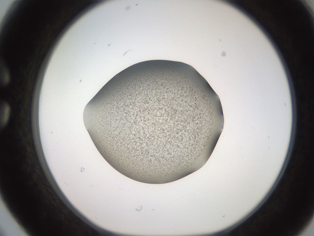 folderID247_plateID2247_batchID10277_wellNum30_profileID1_d1_r155125_ef.jpg
