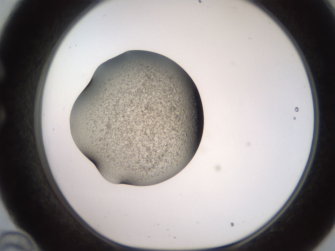 folderID247_plateID2247_batchID10277_wellNum34_profileID1_d1_r155133_ef.jpg