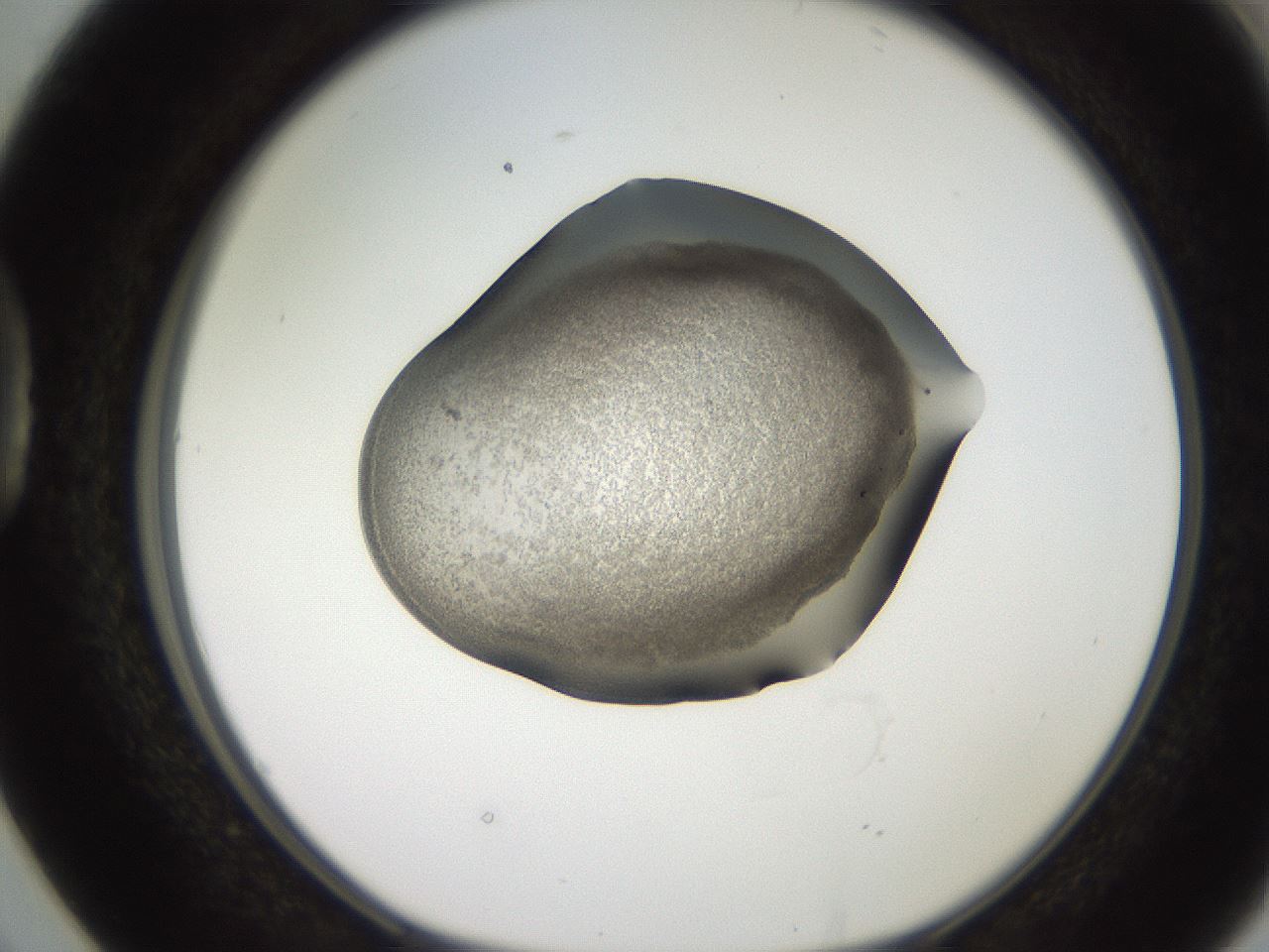 folderID247_plateID2247_batchID10277_wellNum38_profileID1_d1_r155141_ef.jpg