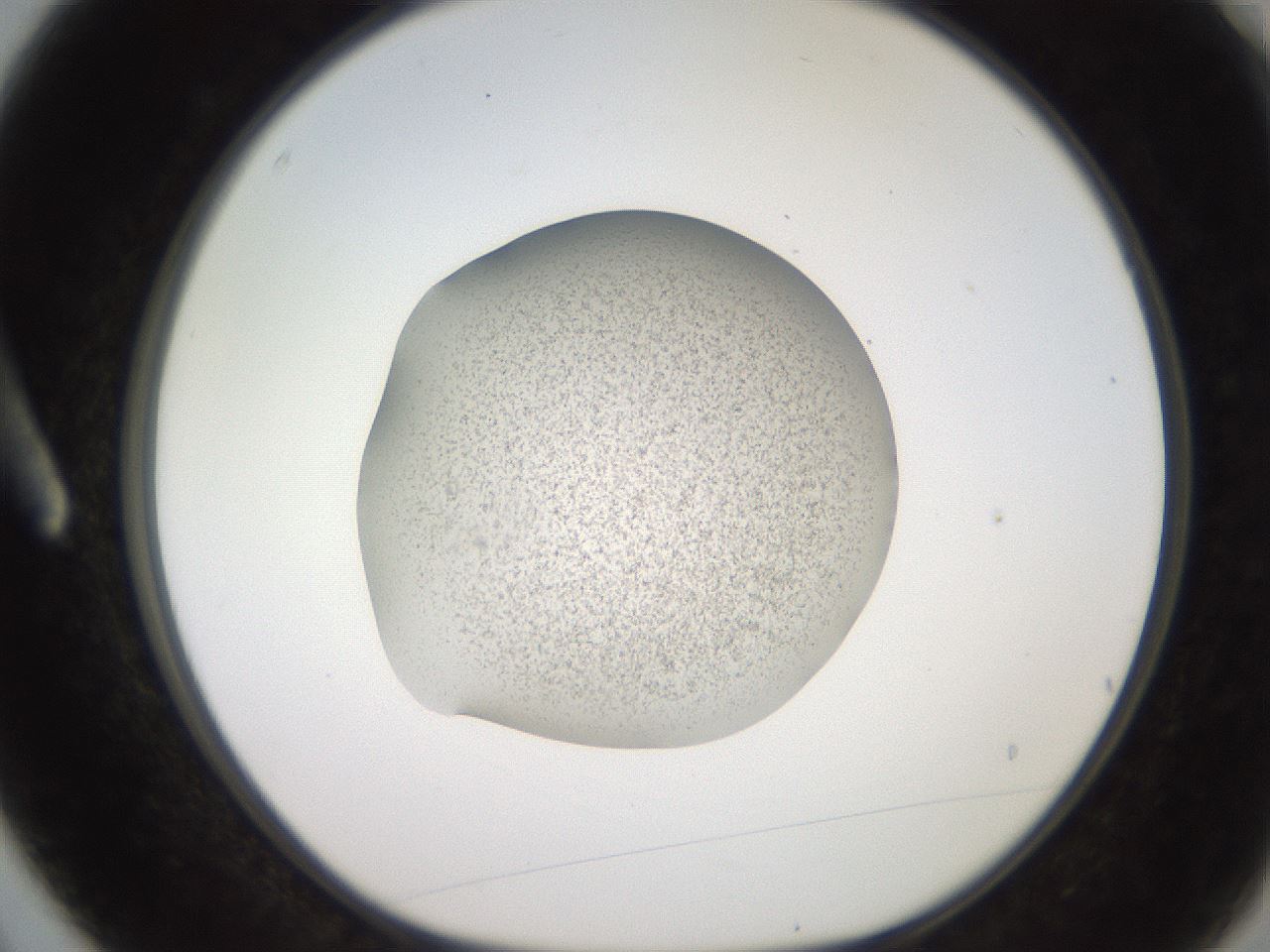 folderID247_plateID2247_batchID10277_wellNum3_profileID1_d1_r155071_ef.jpg