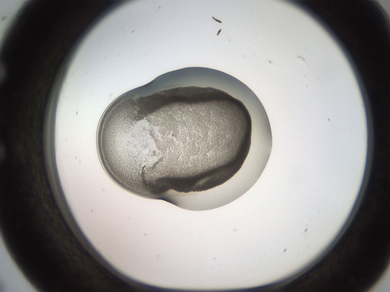 folderID247_plateID2247_batchID10277_wellNum55_profileID1_d1_r155175_ef.jpg