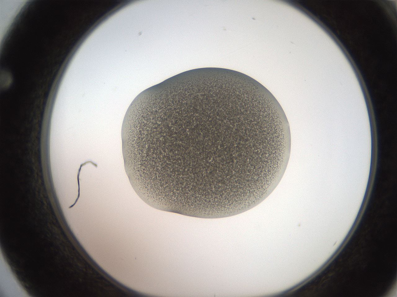 folderID247_plateID2247_batchID10277_wellNum62_profileID1_d1_r155189_ef.jpg