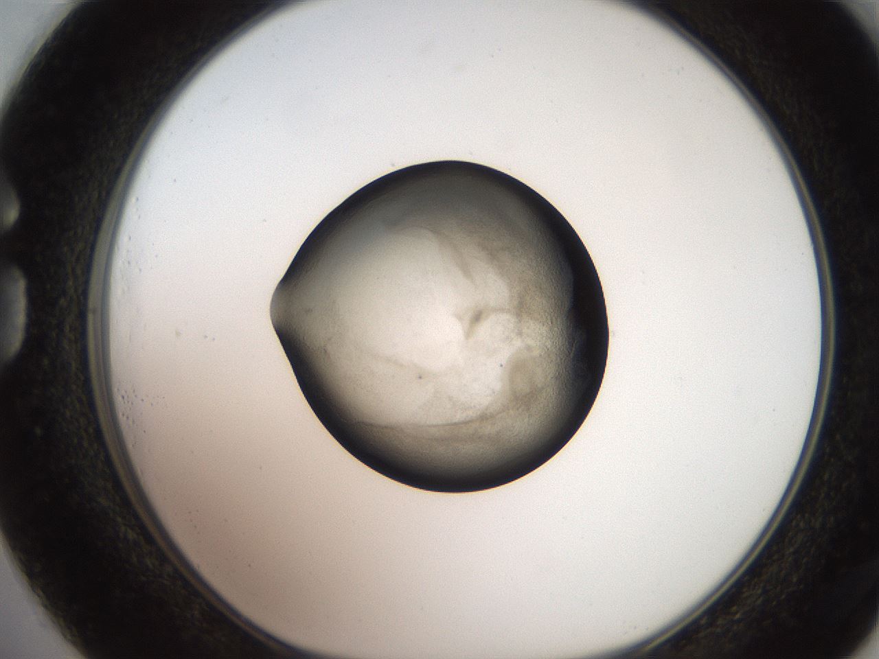 folderID247_plateID2247_batchID10277_wellNum73_profileID1_d1_r155211_ef.jpg