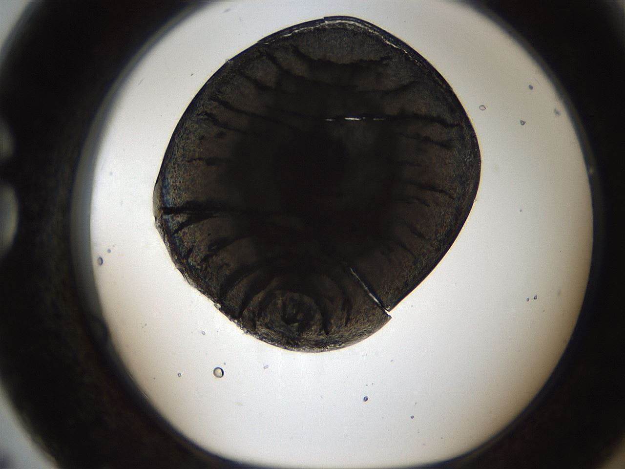 folderID247_plateID2247_batchID10277_wellNum79_profileID1_d1_r155223_ef.jpg