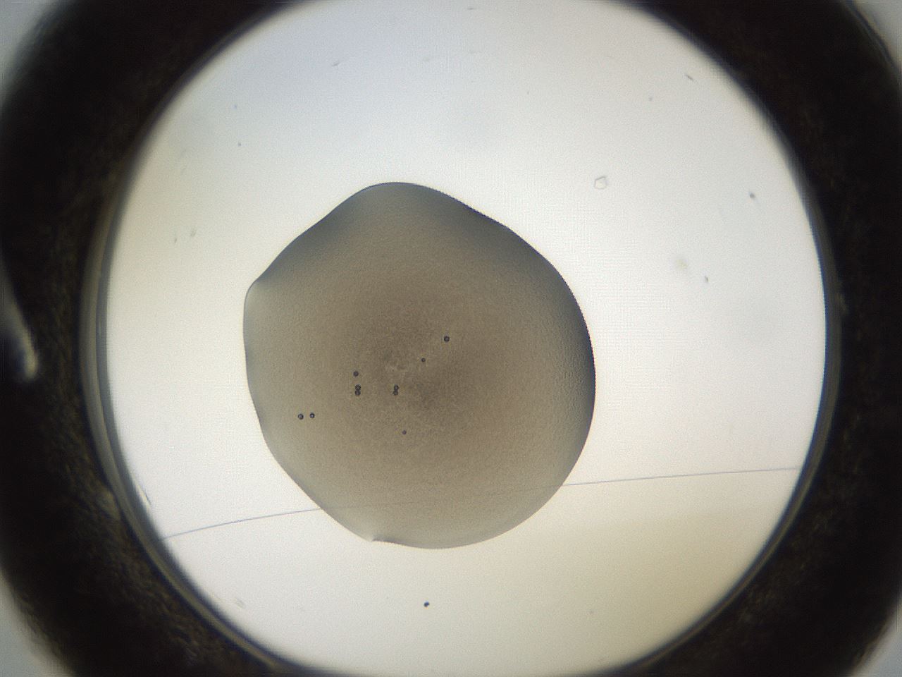 folderID248_plateID2248_batchID10283_wellNum1_profileID1_d1_r155835_ef.jpg