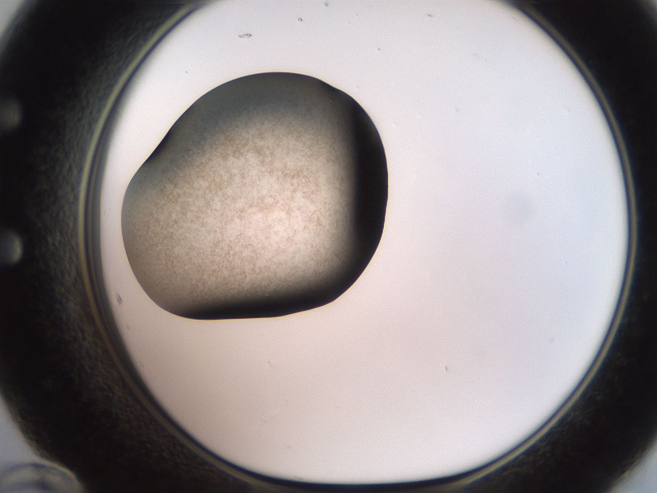 folderID248_plateID2248_batchID10283_wellNum60_profileID1_d1_r155953_ef.jpg