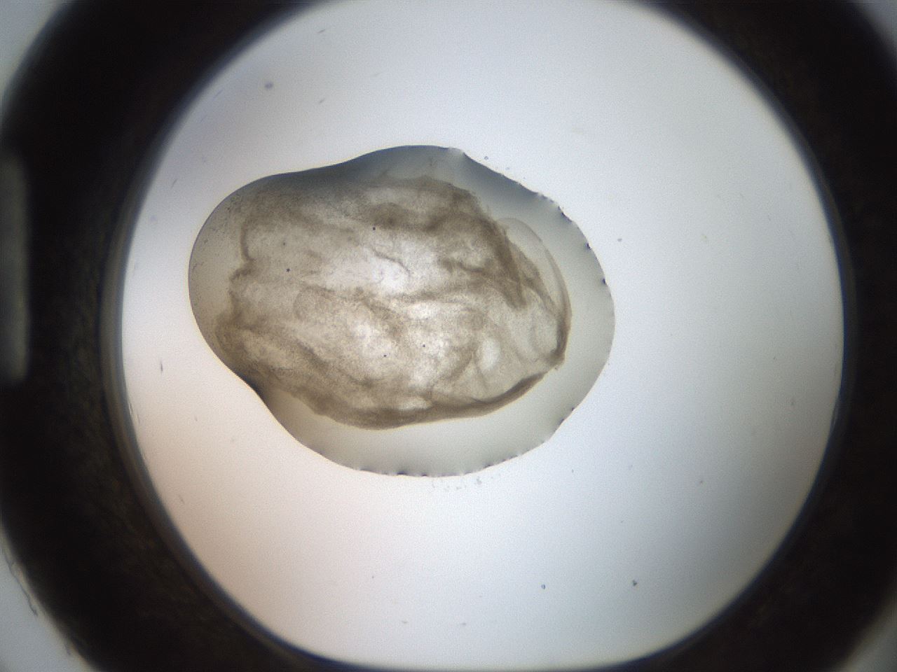 folderID248_plateID2248_batchID10283_wellNum93_profileID1_d1_r156019_ef.jpg
