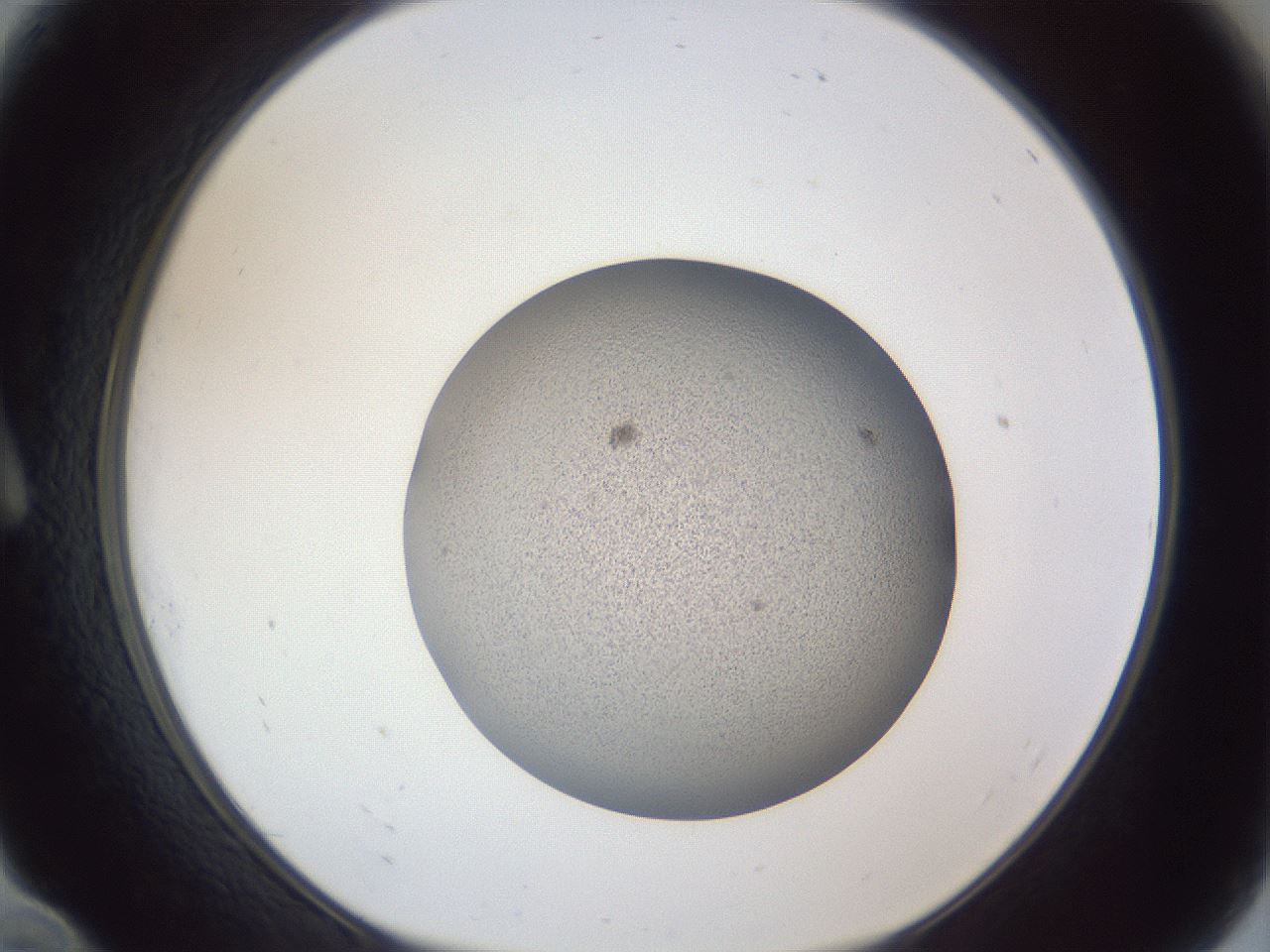 folderID249_plateID1249_batchID3878_wellNum10_profileID1_d1_r72375_ef.jpg