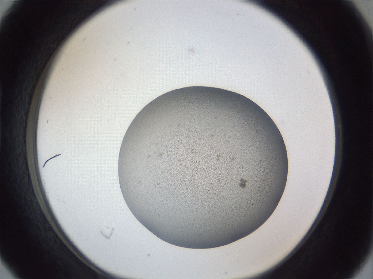 folderID249_plateID1249_batchID3878_wellNum16_profileID1_d1_r72381_ef.jpg