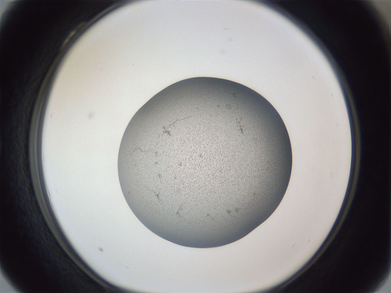 folderID249_plateID1249_batchID3878_wellNum28_profileID1_d1_r72393_ef.jpg