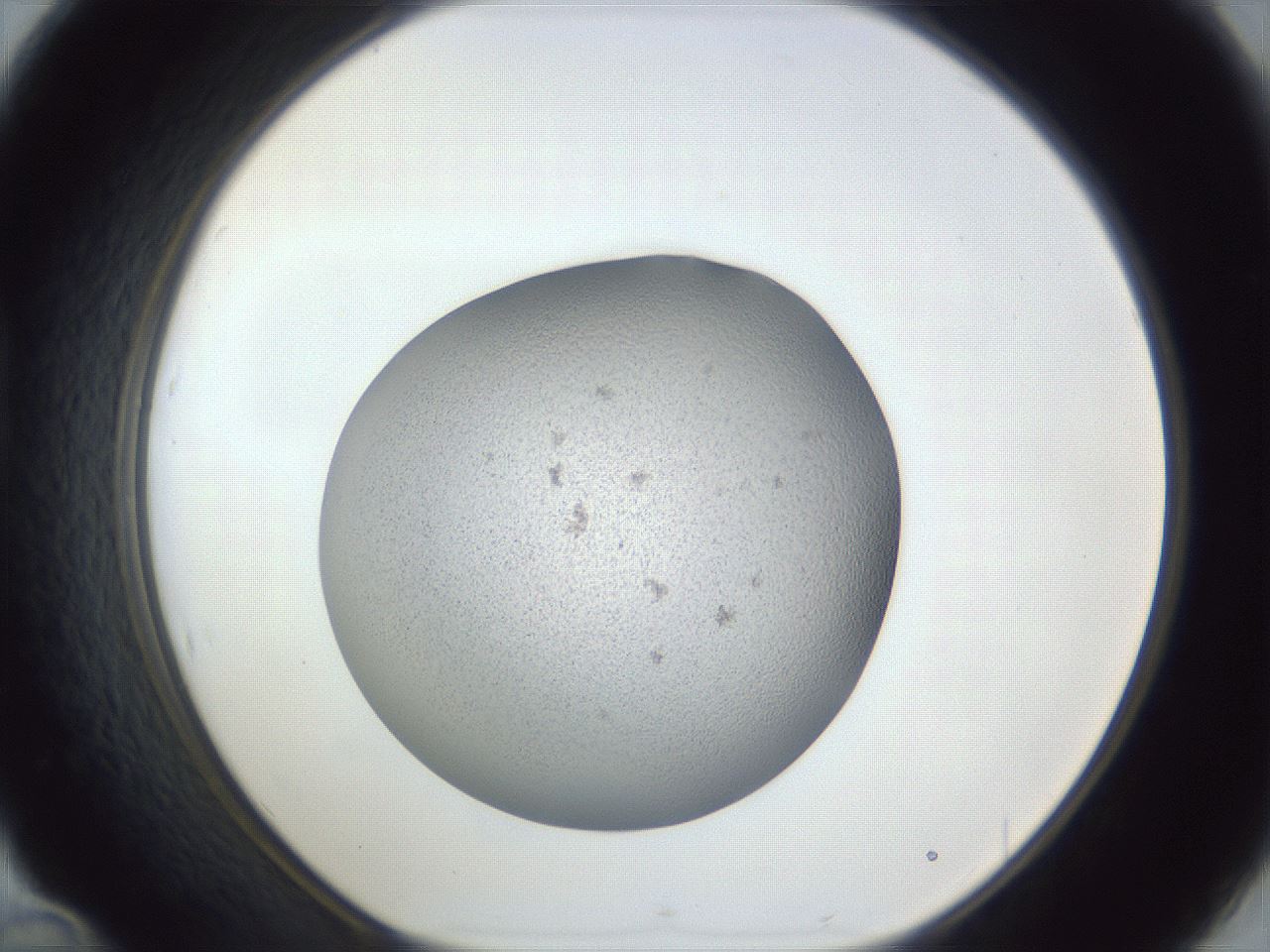 folderID249_plateID1249_batchID3878_wellNum46_profileID1_d1_r72411_ef.jpg