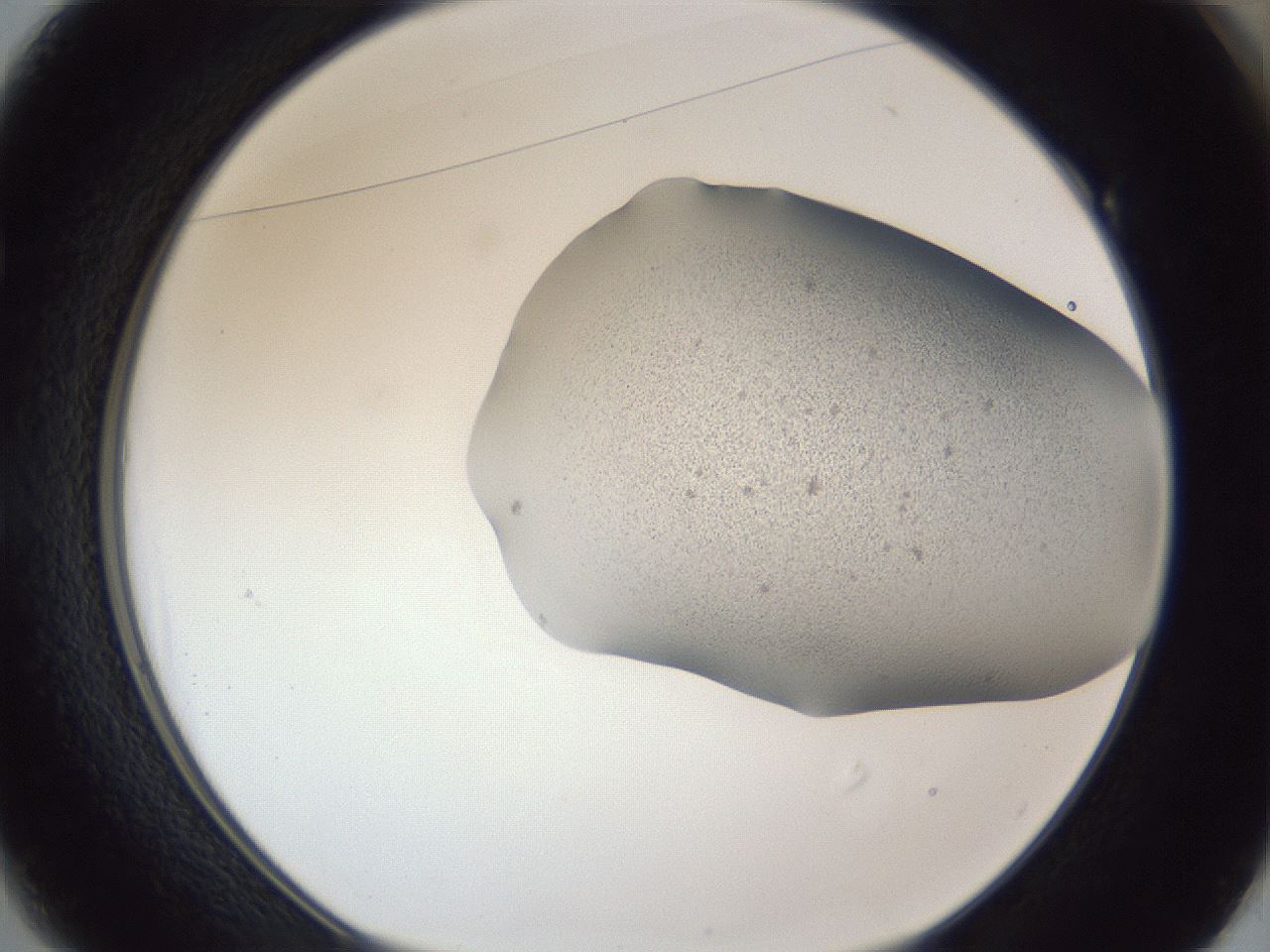 folderID249_plateID1249_batchID3878_wellNum49_profileID1_d1_r72414_ef.jpg