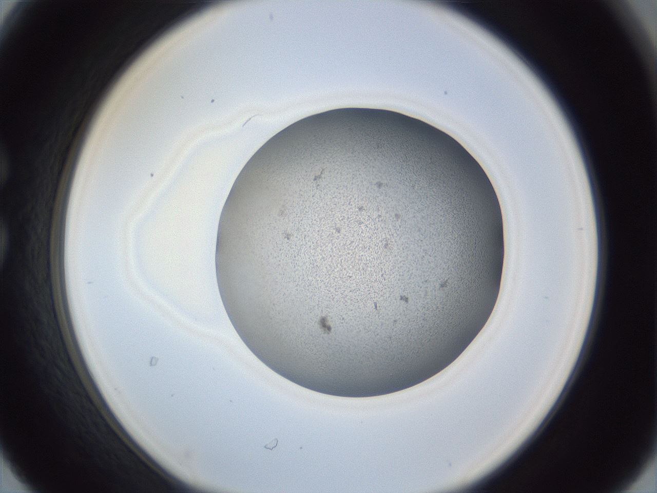 folderID249_plateID1249_batchID3878_wellNum30_profileID1_d1_r72395_ef.jpg