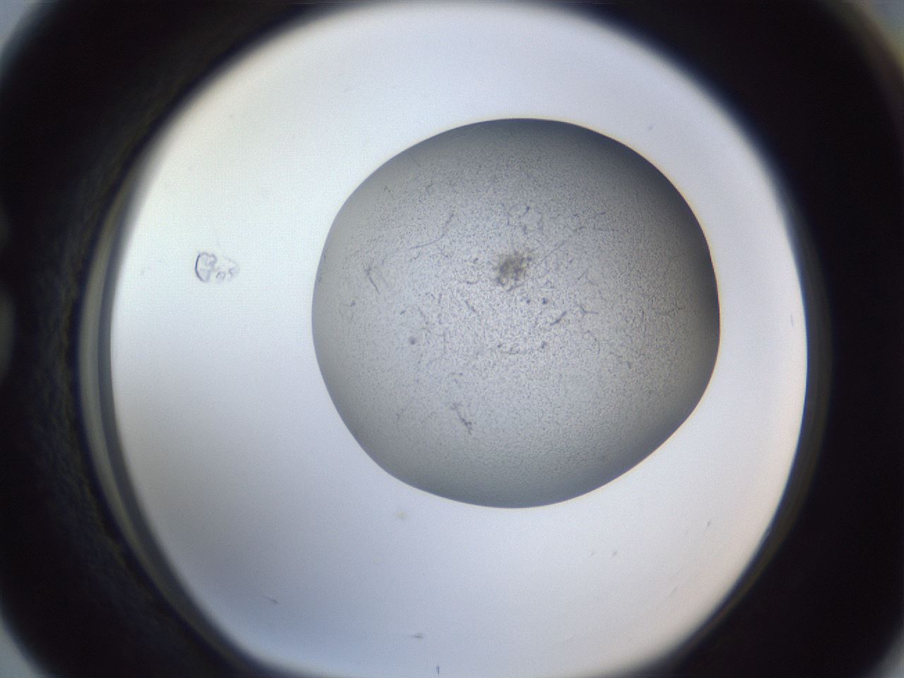 folderID249_plateID1249_batchID3878_wellNum76_profileID1_d1_r72441_ef.jpg