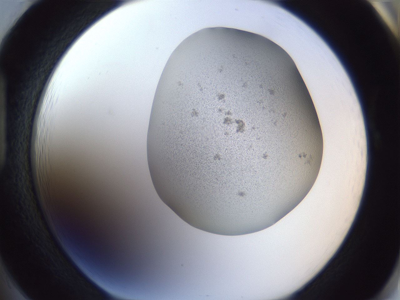 folderID249_plateID1249_batchID3878_wellNum85_profileID1_d1_r72450_ef.jpg