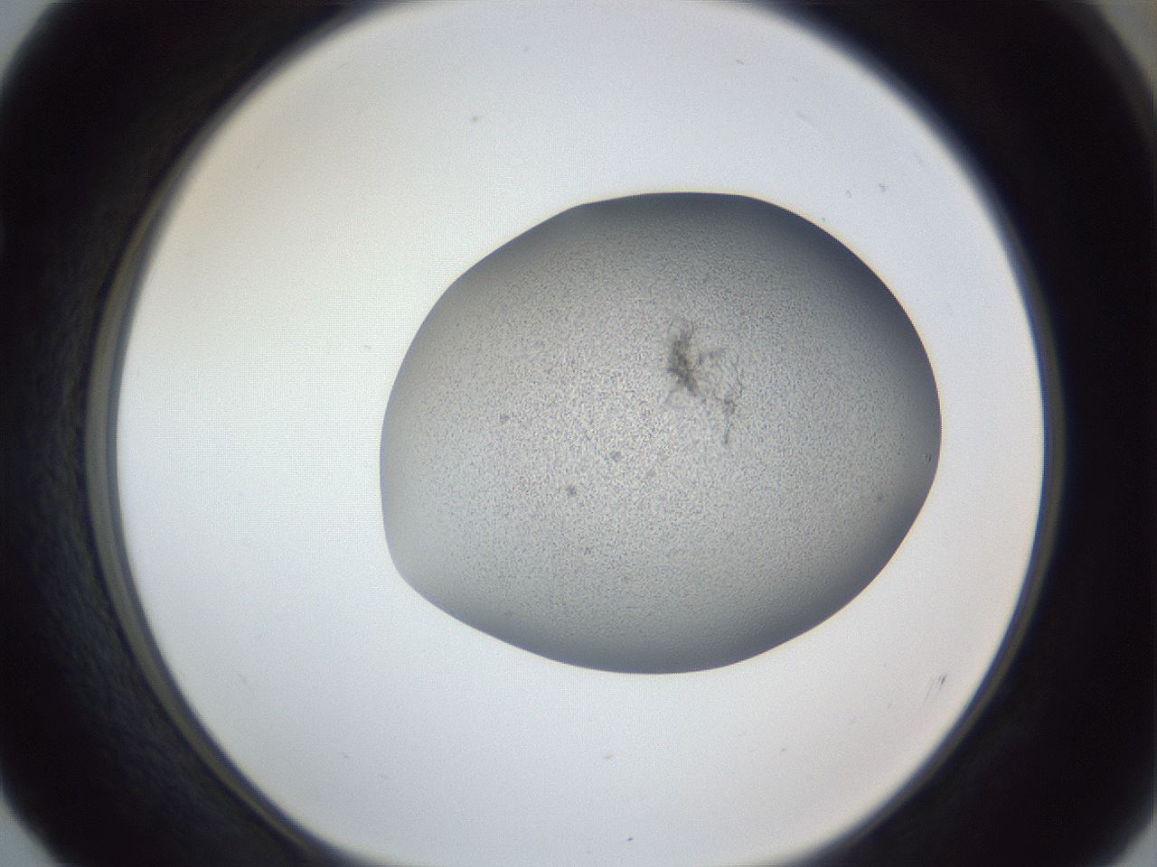 folderID249_plateID1249_batchID3878_wellNum52_profileID1_d1_r72417_ef.jpg