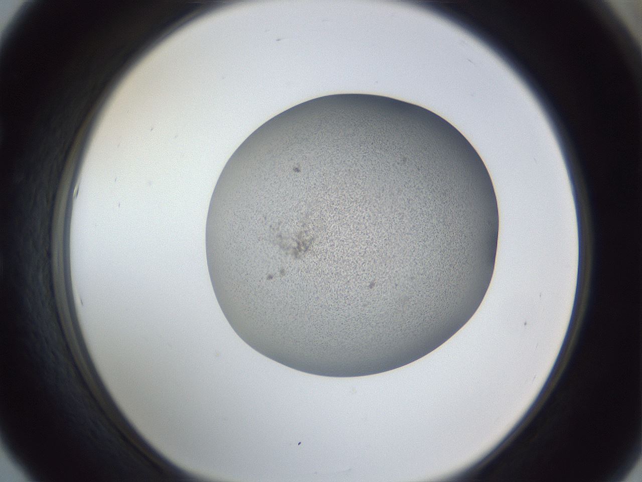 folderID249_plateID1249_batchID3878_wellNum53_profileID1_d1_r72418_ef.jpg