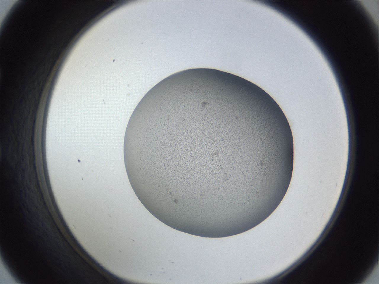 folderID249_plateID1249_batchID3878_wellNum57_profileID1_d1_r72422_ef.jpg