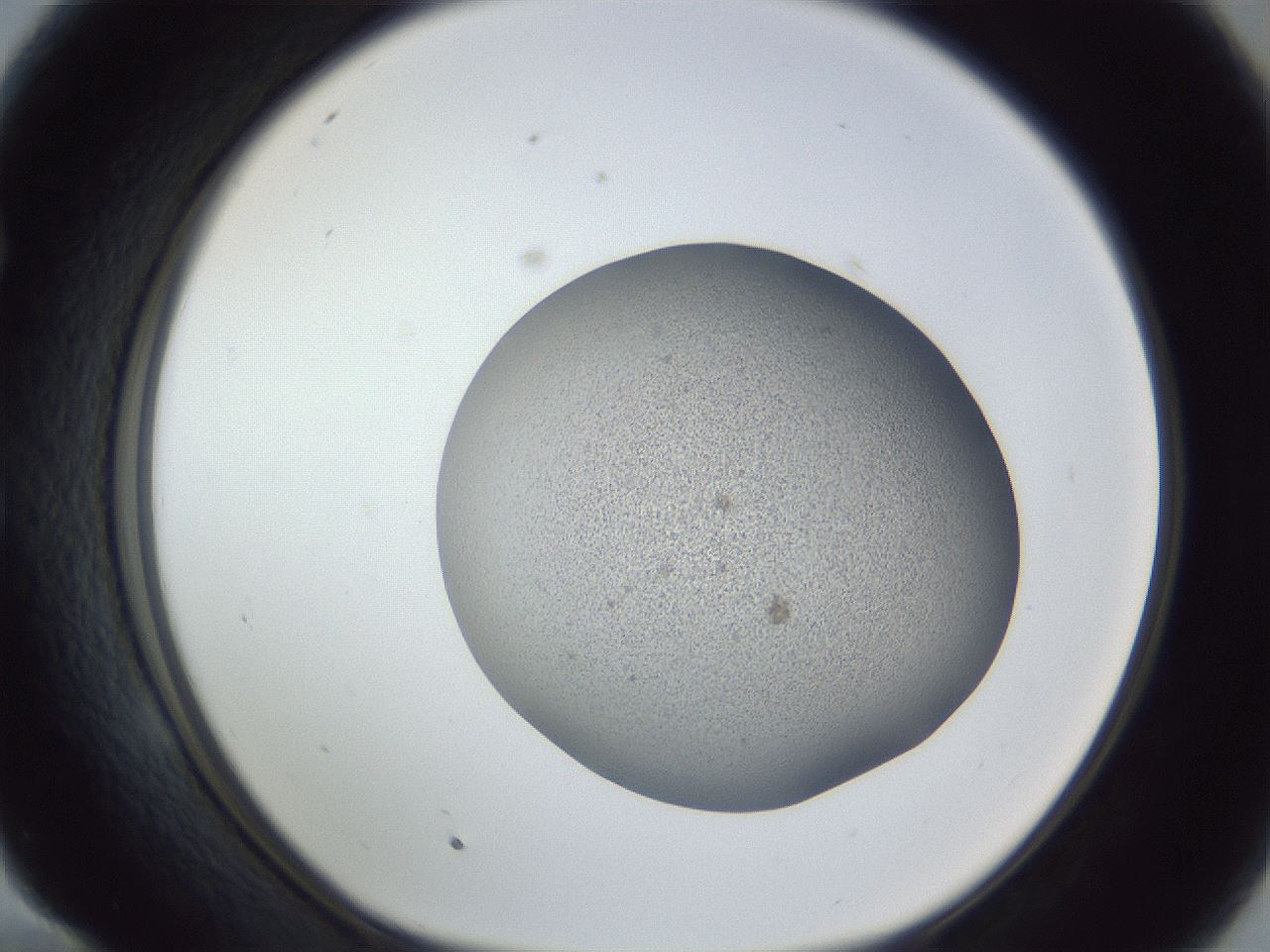 folderID249_plateID1249_batchID3878_wellNum58_profileID1_d1_r72423_ef.jpg