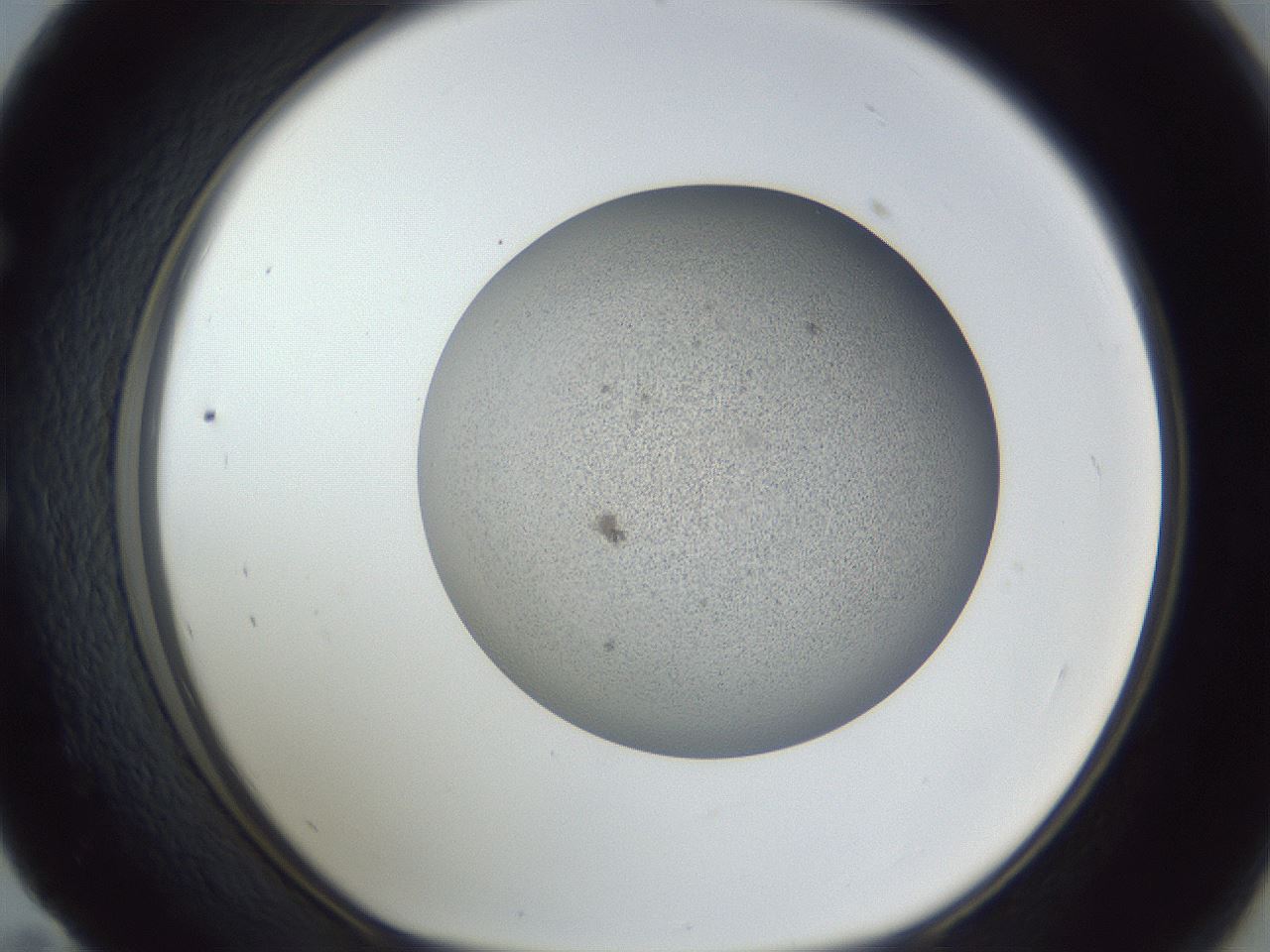 folderID249_plateID1249_batchID3878_wellNum59_profileID1_d1_r72424_ef.jpg