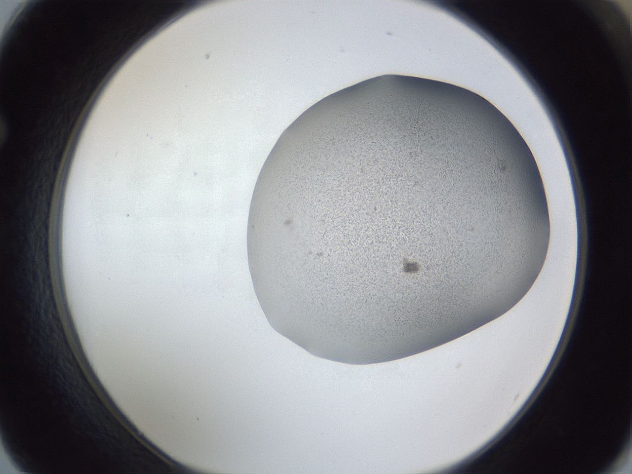 folderID249_plateID1249_batchID3878_wellNum62_profileID1_d1_r72427_ef.jpg