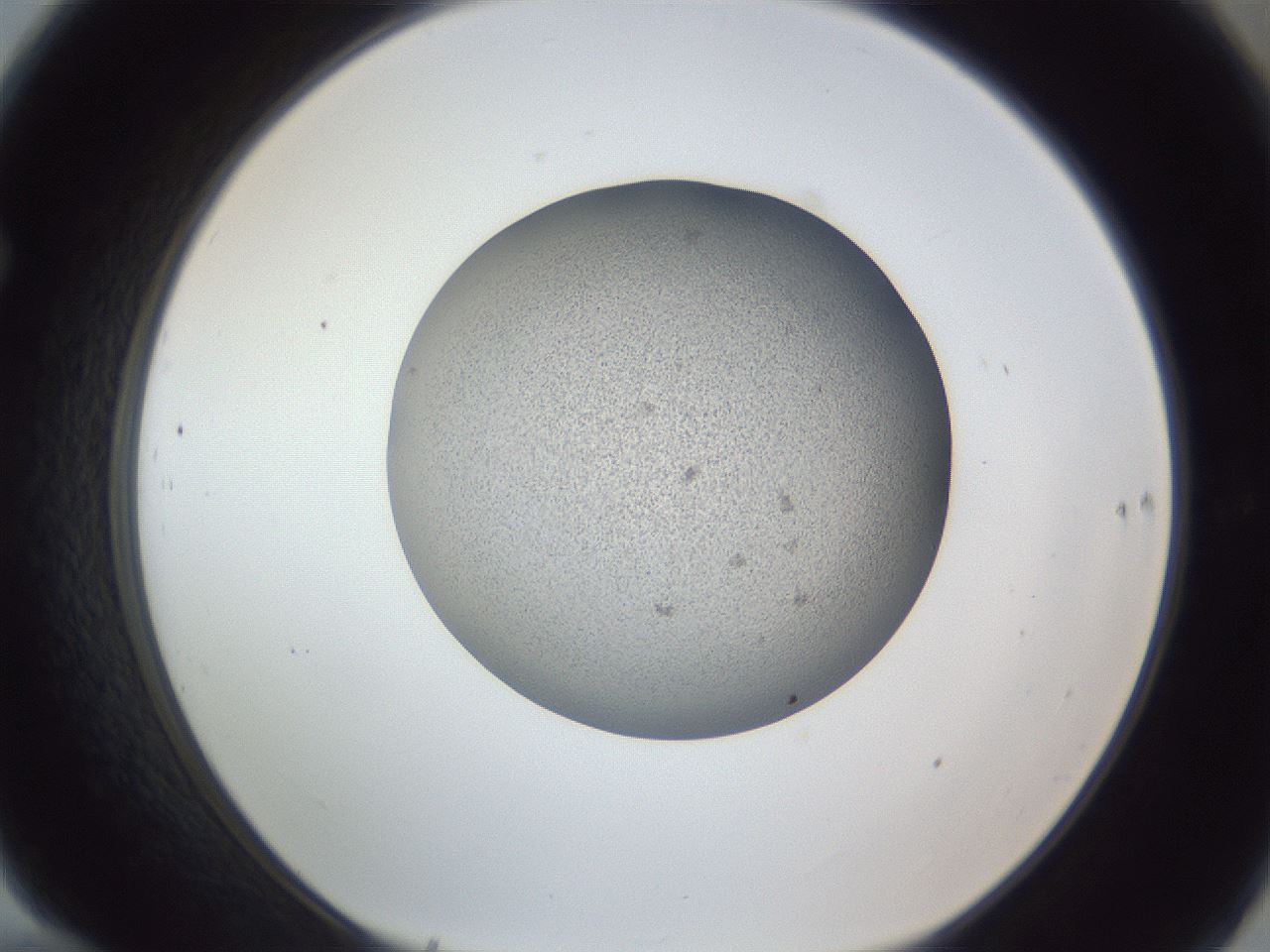 folderID249_plateID1249_batchID3878_wellNum70_profileID1_d1_r72435_ef.jpg