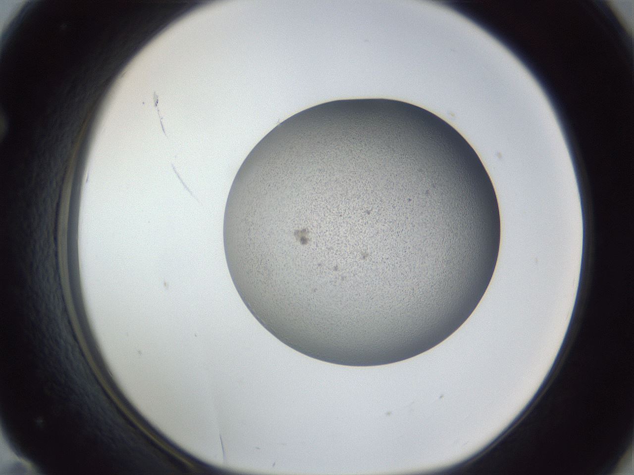 folderID249_plateID1249_batchID3878_wellNum71_profileID1_d1_r72436_ef.jpg
