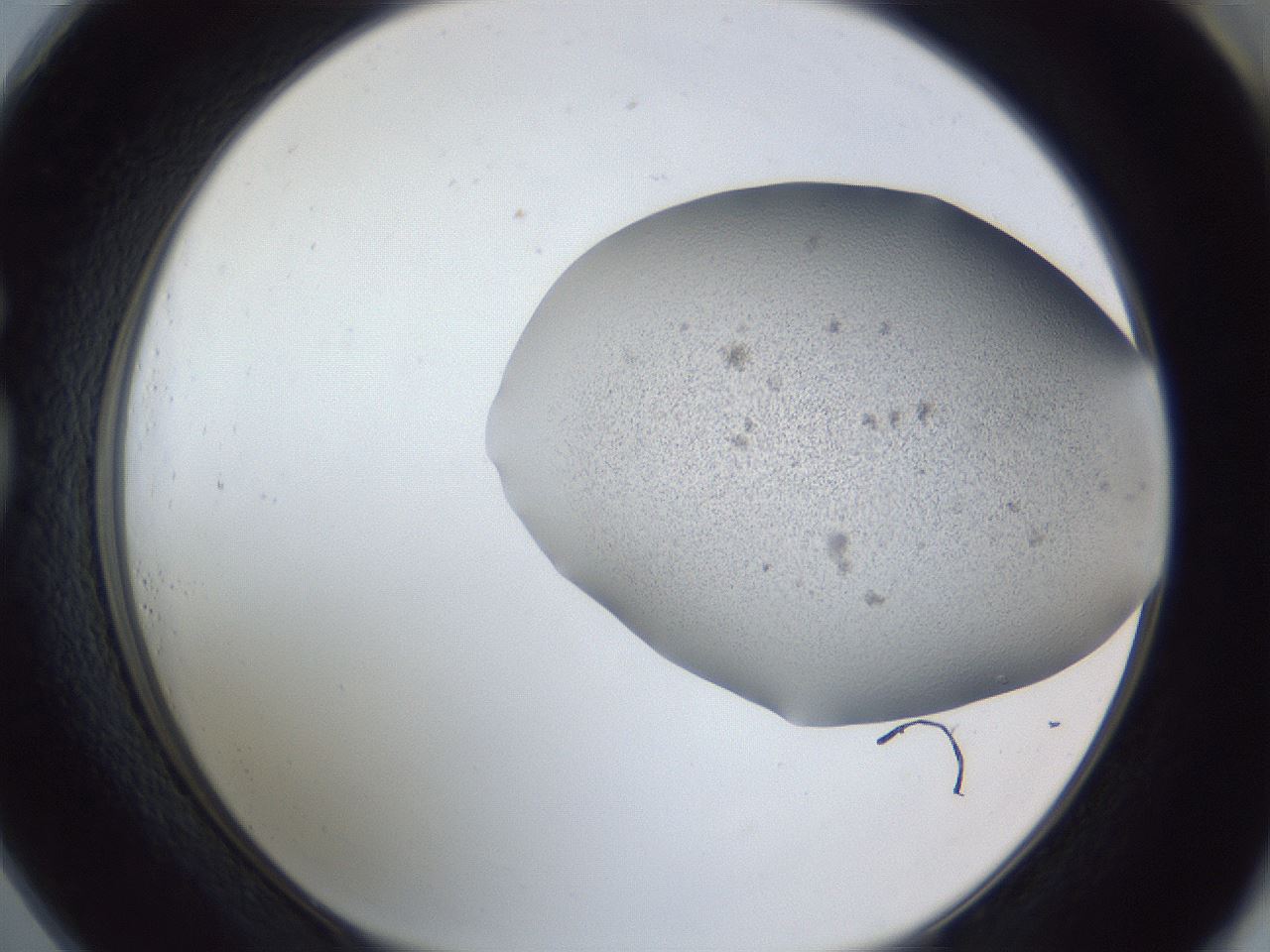 folderID249_plateID1249_batchID3878_wellNum73_profileID1_d1_r72438_ef.jpg
