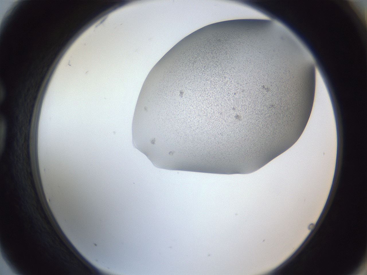 folderID249_plateID1249_batchID3878_wellNum75_profileID1_d1_r72440_ef.jpg