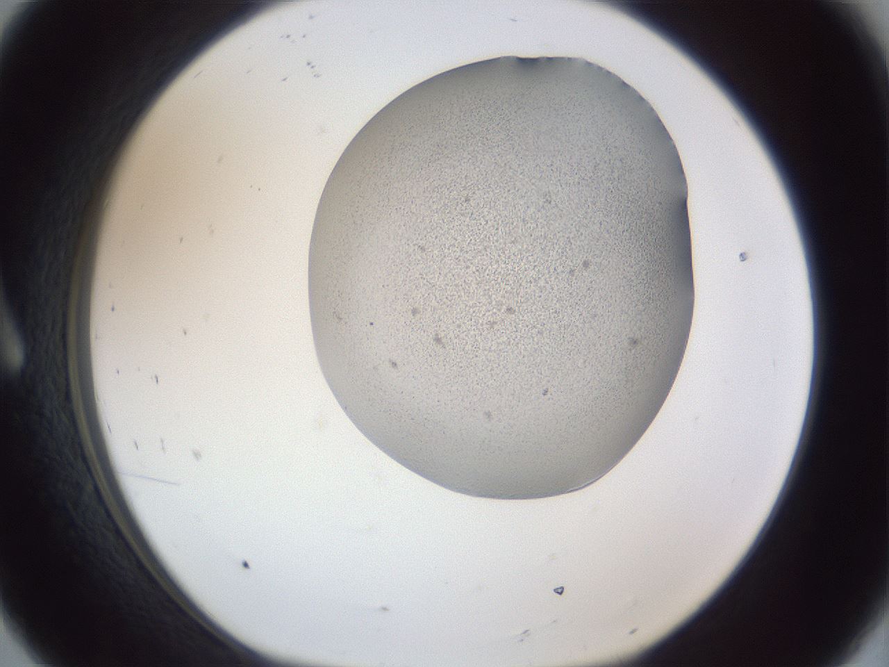 folderID249_plateID1249_batchID3878_wellNum8_profileID1_d1_r72373_ef.jpg