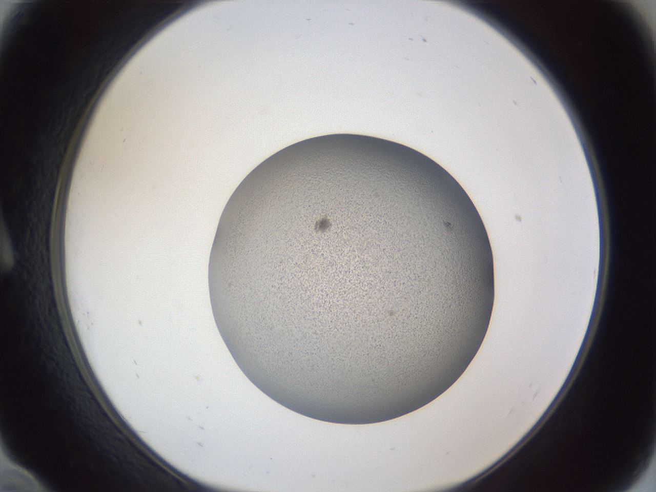 folderID249_plateID1249_batchID3996_wellNum10_profileID1_d1_r72375_ef.jpg