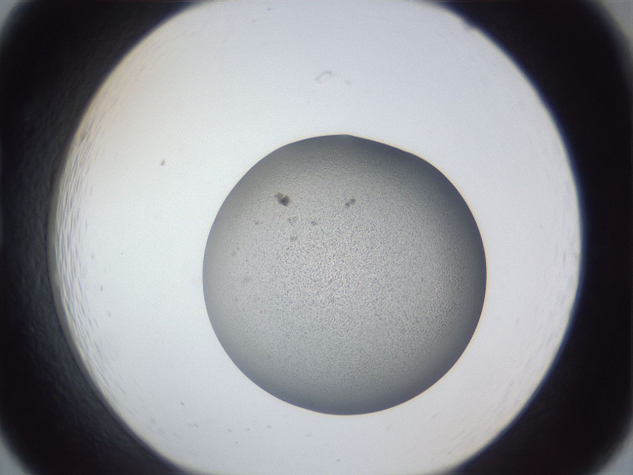 folderID249_plateID1249_batchID3996_wellNum19_profileID1_d1_r72384_ef.jpg