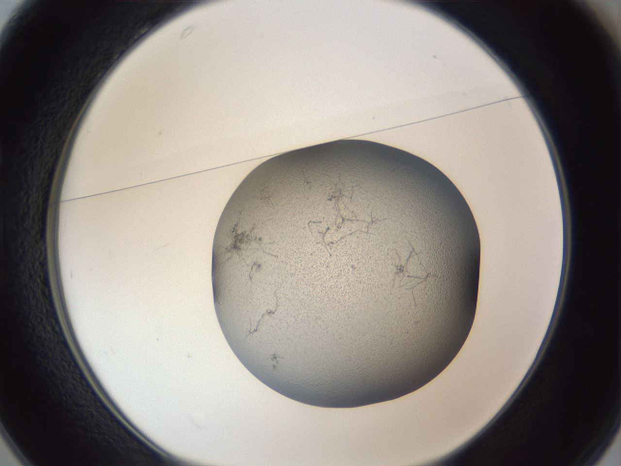 folderID249_plateID1249_batchID3996_wellNum25_profileID1_d1_r72390_ef.jpg