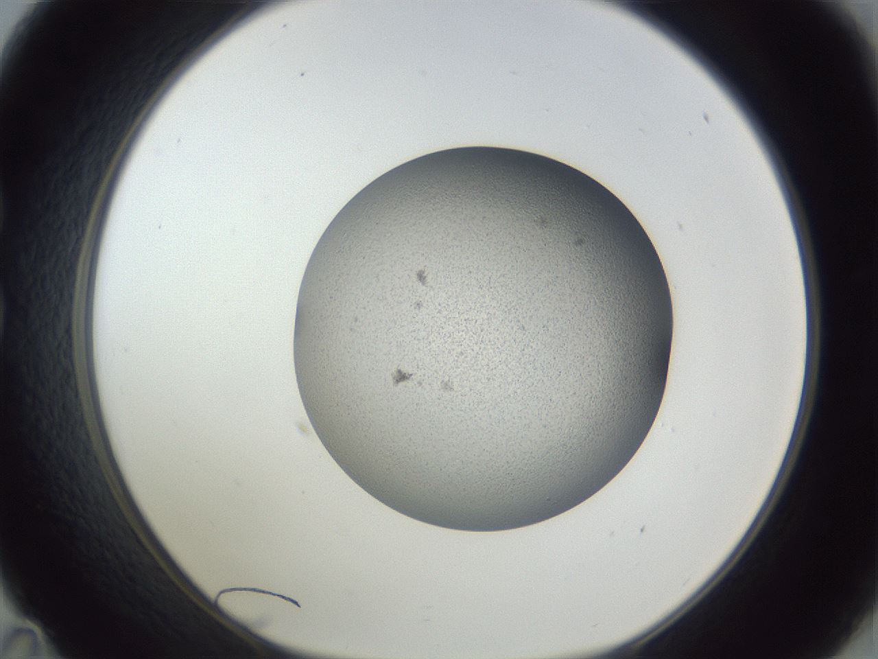 folderID249_plateID1249_batchID3996_wellNum35_profileID1_d1_r72400_ef.jpg