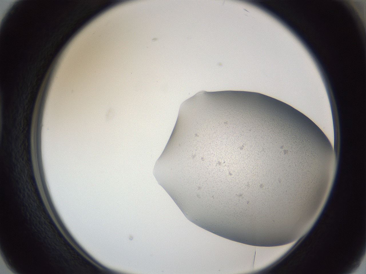 folderID249_plateID1249_batchID3996_wellNum38_profileID1_d1_r72403_ef.jpg