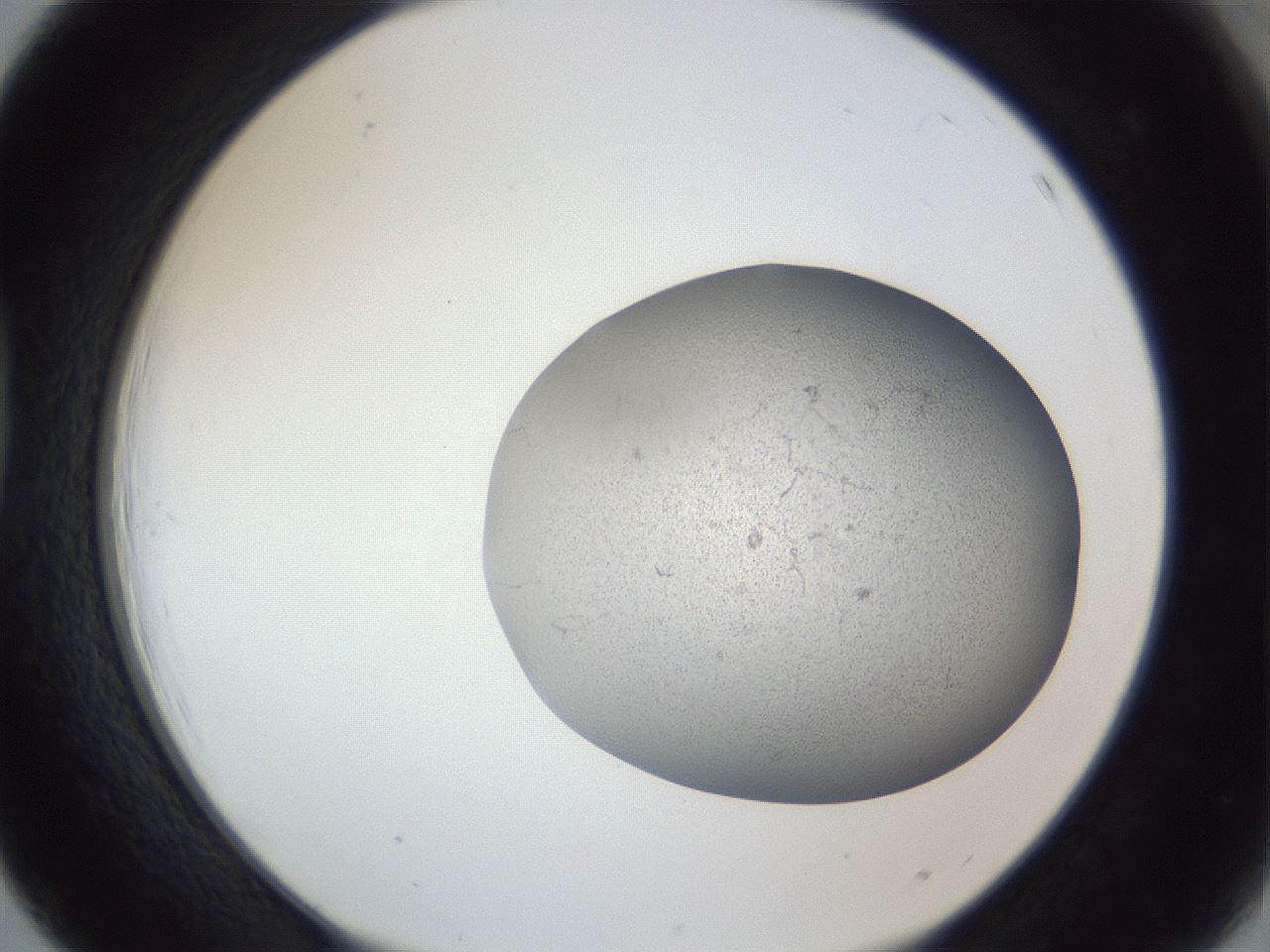 folderID249_plateID1249_batchID3996_wellNum39_profileID1_d1_r72404_ef.jpg