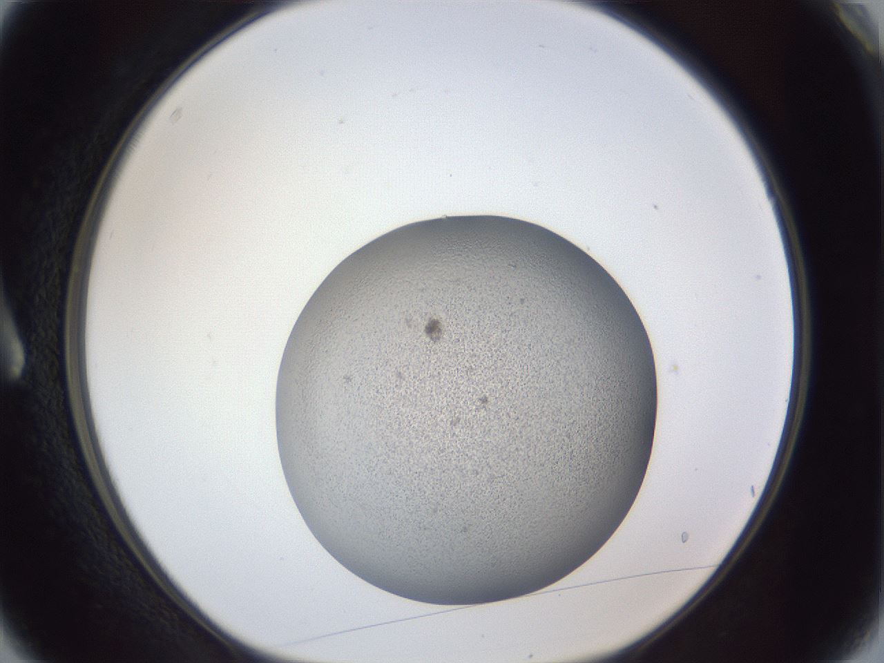 folderID249_plateID1249_batchID3996_wellNum3_profileID1_d1_r72368_ef.jpg
