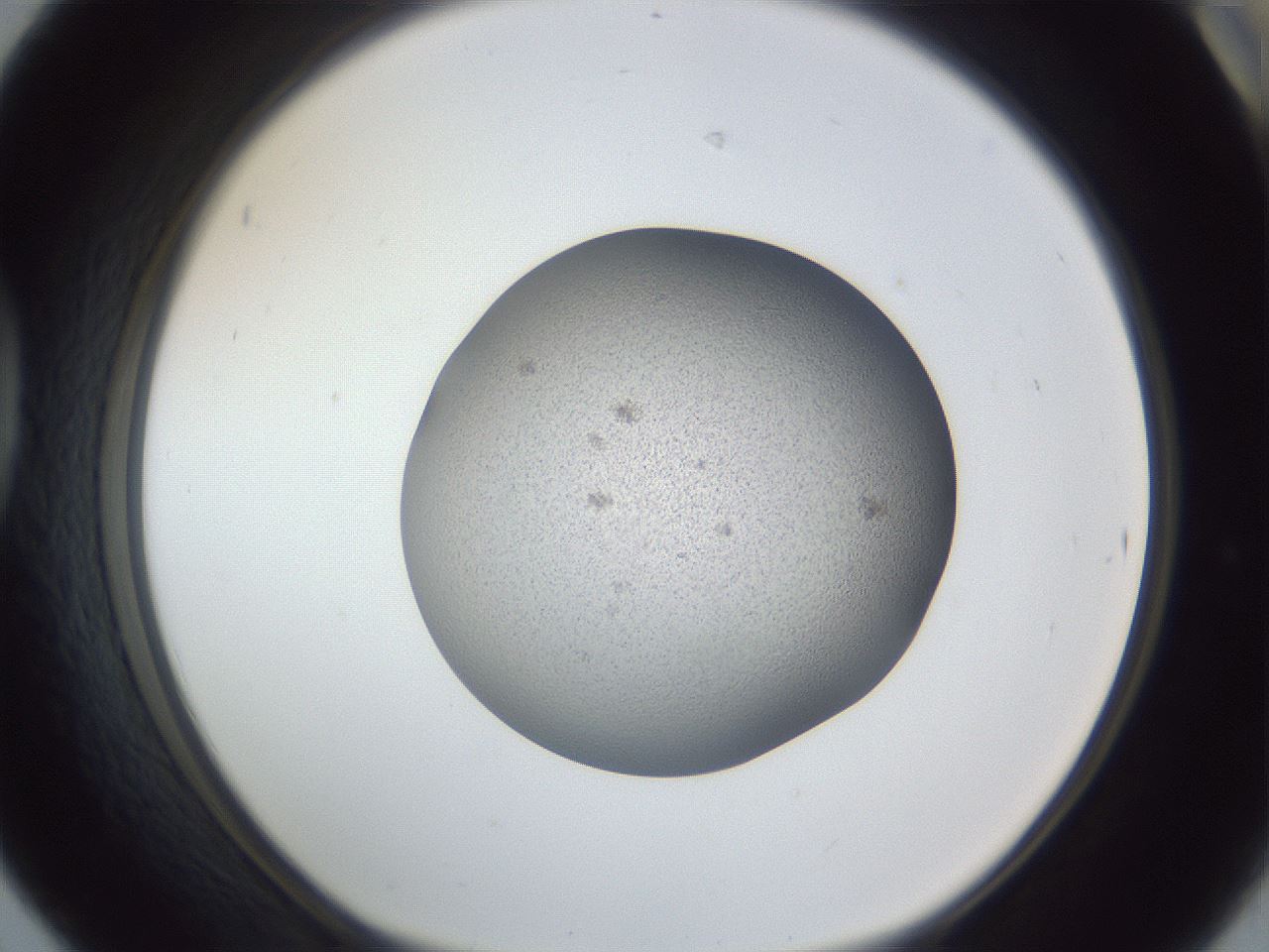 folderID249_plateID1249_batchID3996_wellNum42_profileID1_d1_r72407_ef.jpg