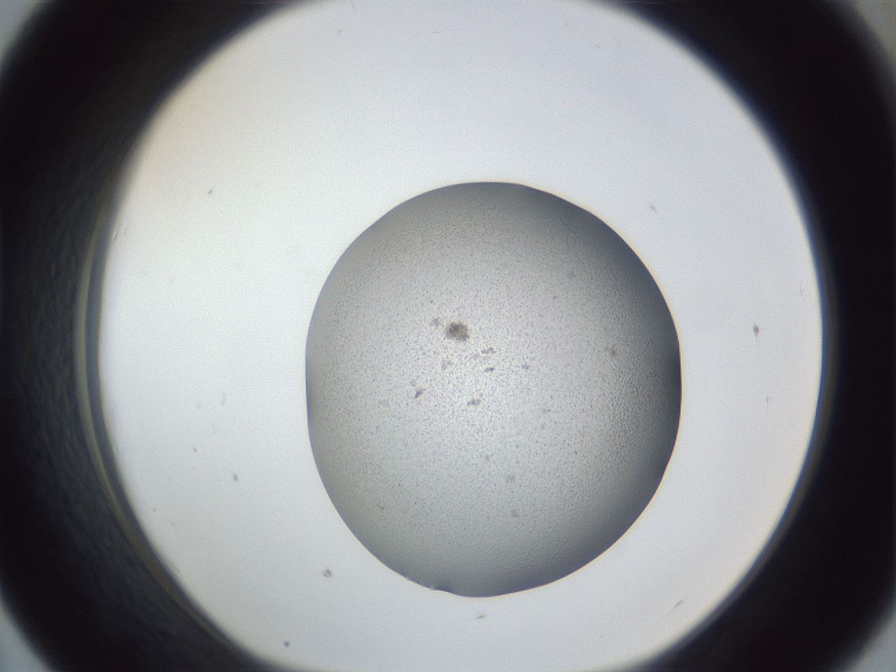 folderID249_plateID1249_batchID3996_wellNum43_profileID1_d1_r72408_ef.jpg
