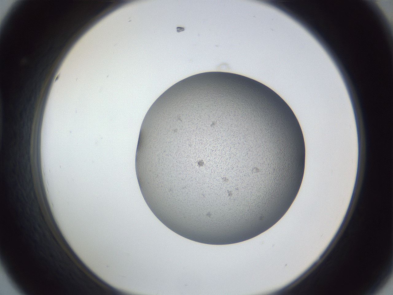 folderID249_plateID1249_batchID3996_wellNum44_profileID1_d1_r72409_ef.jpg